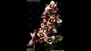 Phal  Yaphon Star Diamond '6602' взрослое цветение.