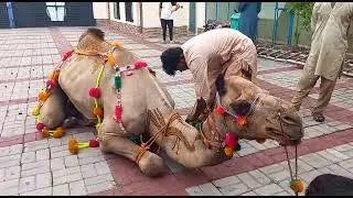 CAMEL 2023 || CAMEL QURBANI || EXPERT QASAI