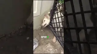 Dog's Head Stuck in Gate