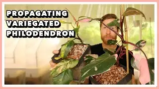 How to IMPROVE the Variegation in Philodendron Pink Princess | Better Variegation in Propagations