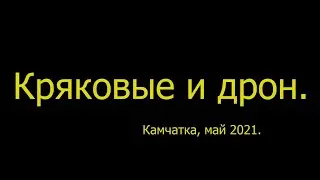 Реакция уток на квадрокоптер