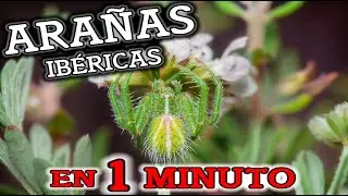 Heriaeus, cangrejo verde peluda. 😱🕷🦀🌵💚 (Arañas en 1 minuto)