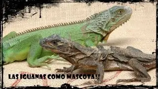 Your first iguana ?? - 10 Tips and Warnings: 0 !!