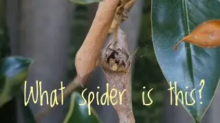 spider eating feeding timelapse