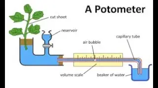 Transpiration with Potometer