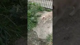 komeng & Boys VS Dora || #shorts #kucing #kucingimut #kucinglucu #kucingoren