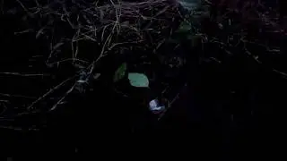 Посадил саженцы персика и яблони 03.10.2020