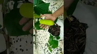 Organic cucumber harvest from terrace garden grown in containers.#organic #gardening