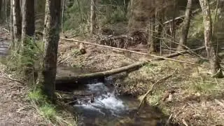 Украинцы в Германии. Потянуло в лоно природы.