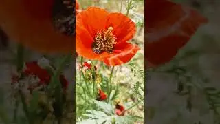 Маки зацвели #flowers #цветы