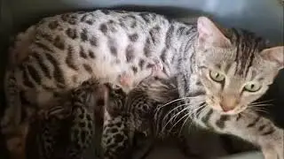 PERTAMA KALI SI ARA KUCING BENGAL SILVER MELAHIRKAN LIMA BAYI DARI KUCING ZOLA