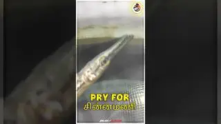 LAST MINUTES FOR ALLIGATOR GAR 😭😭 #trending #aquarium #fish #gar #sadstatus