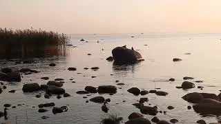 Баклан и утки