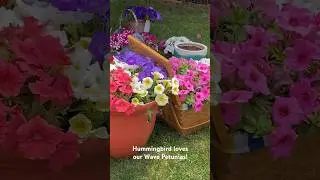 I can’t believe I caught it on camera! #hummingbirds  #pollinators
