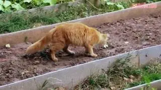 How to stop a cat from shitting in your garden beds