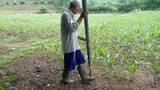 Cara Mudah PUPUK JAGUNG dengan Alat Sederhana