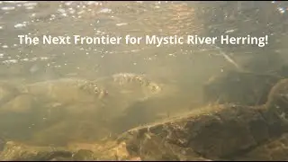 The Mystic River Herring Migration: Next Step, Horn Pond