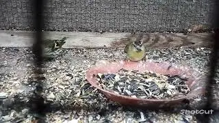 Вот мои чижы ужинают.Видео без звука!!