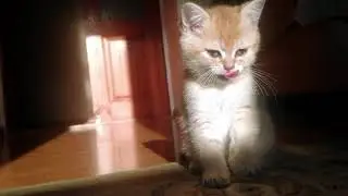 Котенок Дэя после завтрака решила помыться и порезвиться  британская шиншилла