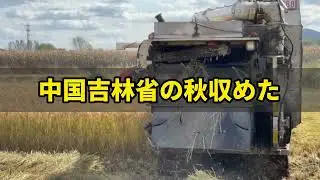 中国吉林省の秋収めた：近代的な設備で収穫に力を入れ
