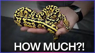 $20,000 vs $100 Ball Pythons