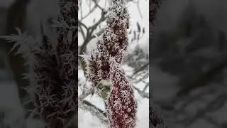 зимние узоры. Природа сама себе художник. Морозные красоты