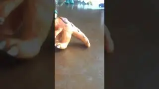 Динозавр Гиганотозавр из пластилина (обзор)