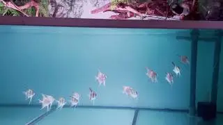 My new hobby, Altum Angelfish