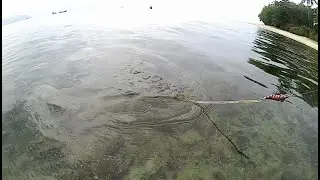 mancing cumi-cumi babon di kedalaman setengah meter
