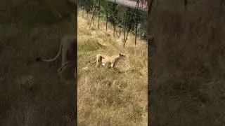 Охотница Томочка! Парк львов Тайган #тайган