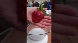 Клубника взвешивание первых ягод