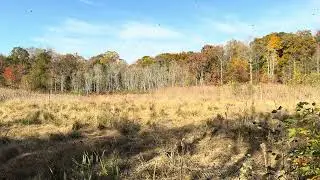 Leaves coming down in the fall