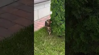Моя любовь ) #р_е_к_о_м_е_н_д_а_ц_и_и_ #подпишись #tiktok