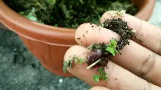 The effect of Mulching (Azolla magic)