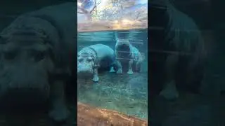 Hippos at Adventure Aquarium in Camden, NJ