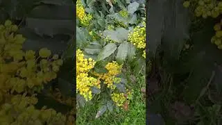 Как цветет желтая сирень магония падуболистная