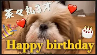 🎂茶々丸3才になりました🎉🎂❤️