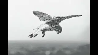 Search One Sky - Life's Gong
