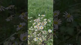 С ДНЁМ СВЯТОГО НИКОЛАЯ !!!