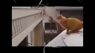 Интересная нарезка смешные кошки!