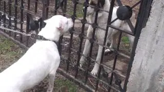Dogo-argentino vs central asian ovtcharka﻿