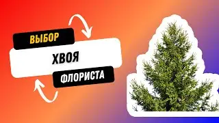 Какую хвою выбрать? В чем разница между нормандией и нобилис? Советы флориста