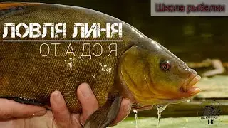 Tench fishing from A to Z! Learn and catch! Fishing school! TENCH 
