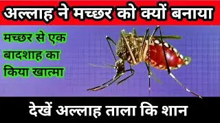 अल्लाह ताला ने मच्छर को क्यों पैदा किया | Waqiya Namrud or Ibrahim Alehisslam#islamic#new #viral
