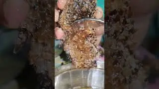 തേൻ അട 🐝🍯100% Pure Natural Honey #honey #royalrings #shortvideo #shorts #cherutheneecha #purehoney