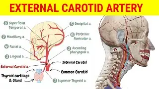 External Carotid Artery and Branches || Anatomy || MedCracker ||