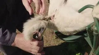 Lamb Marking Best Practice Series: Tail Docking with Rings