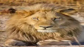 Дуэли и союзники на стриме