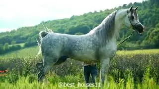 ES Harir , Arabian Horses