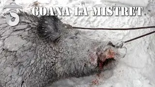 La goana la mistret (The wildboar drive)